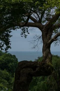 Framing. The sea through the tree. View of the Black Sea Botanical Garden Stock Photos