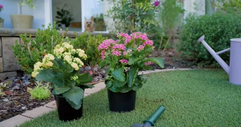 Framing two pots front yard while dog stepping along ledge, with green Stock Footage 338436229