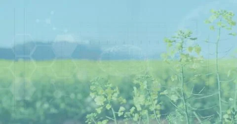 Framing yellow-flowered crop stems on right, showing green field, blue sky and Stock Photos