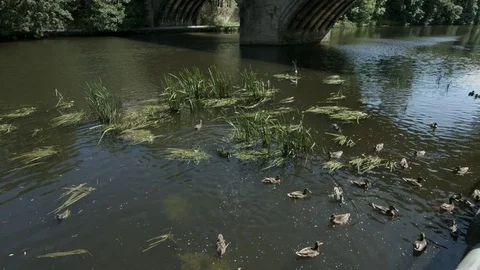 Framwell Gate Bridge, Durham, England. Clip 03 스톡 동영상 80116637