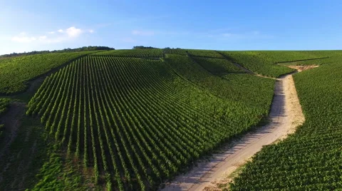 France, Champagne vineyards Stock Footage