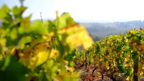 France - Chavignol Stock Footage 96916656