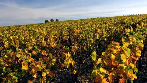 France - Chavignol Stock Footage 96920534