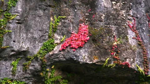 France Gorges of Tarn cliffs red leaves on rock Stock Footage 132011142