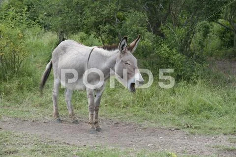 France, Provence, Female donkey shouting on meadow Stock Photos