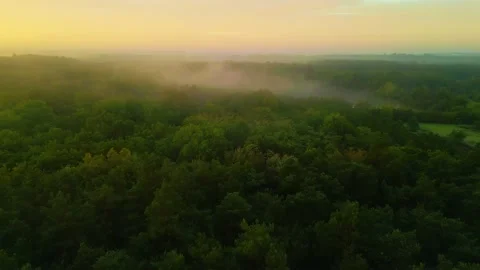 France Sologne forest treetops sunset light beams Stock Footage 233281171