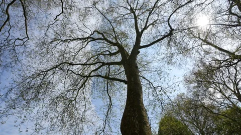 France Spring tree limbs against sky Video stock 88699983