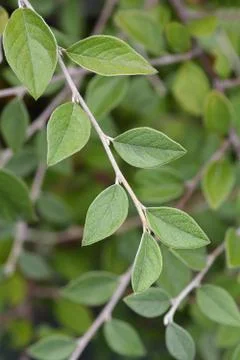Franchets cotoneaster Stock Photos
