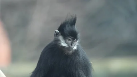 Francois' Leaf Monkey Portrait With Shallow Depth Of Field Stock Footage 330630717