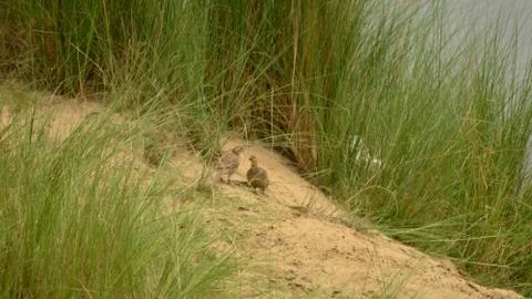 Francolin Stock Photos