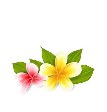 Frangipani 02 bf Stock Illustration