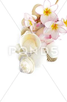 Frangipani and sea shell on white Stock Photos