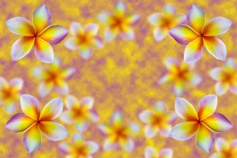 Frangipani background Stock Photos
