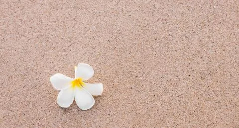 Frangipani on the beach Foto stock