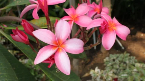 Frangipani Blowing In The Breeze Stock-Footage 1085301