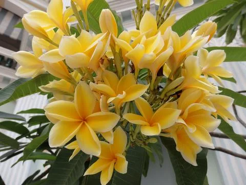 Frangipani  in bunch Stock Photos
