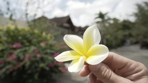 Frangipani close-up Stock Footage 113190183