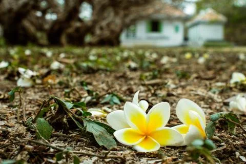 Frangipani falling on the floor Stock Photos