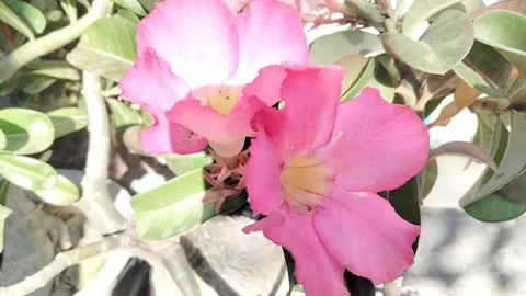 Frangipani flower 1 Video stock 213824461