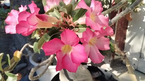 Frangipani flower 2 Video stock 213824480