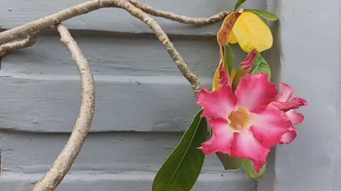 Frangipani flower (3) Stock Footage 236570107