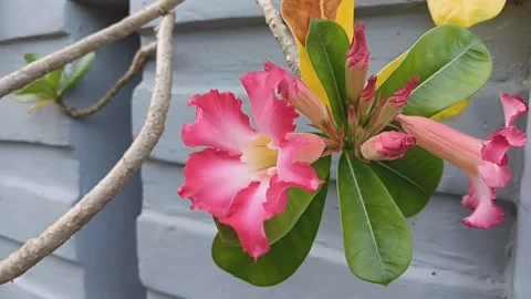 Frangipani flower (4) Stock Footage 236570156