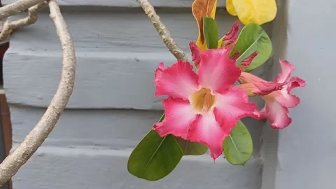 Frangipani flower (5) Stock Footage 236570157