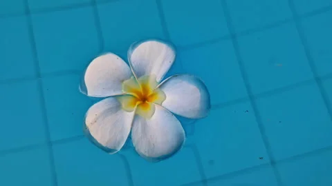 Frangipani Flower Floating Gently in a Clear Blue Pool Vídeo Stock 332741233