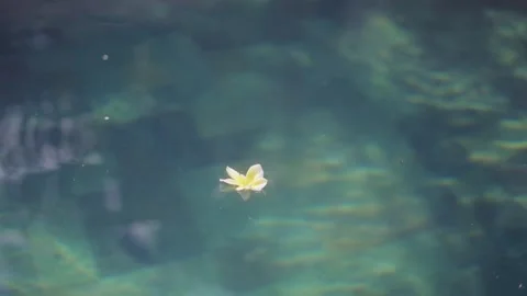 Frangipani flower floating on turquoise pool water Видео 341515692