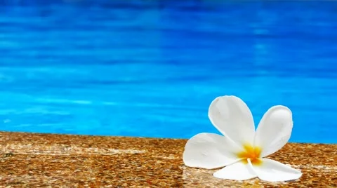 Frangipani flower Stock Footage 60025571