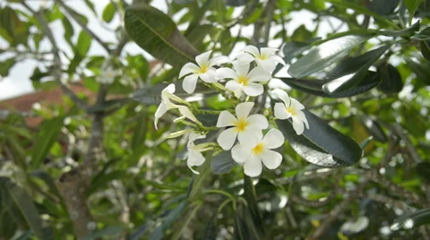 Frangipani Flower Stock Footage 66549268