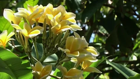 Frangipani flower Video stock 137906646