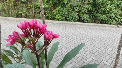 Frangipani flower Stock Footage 204030737