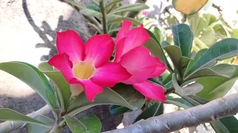 Frangipani flower Video stock 213150817