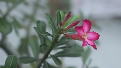 Frangipani flower Stock Footage 221029882