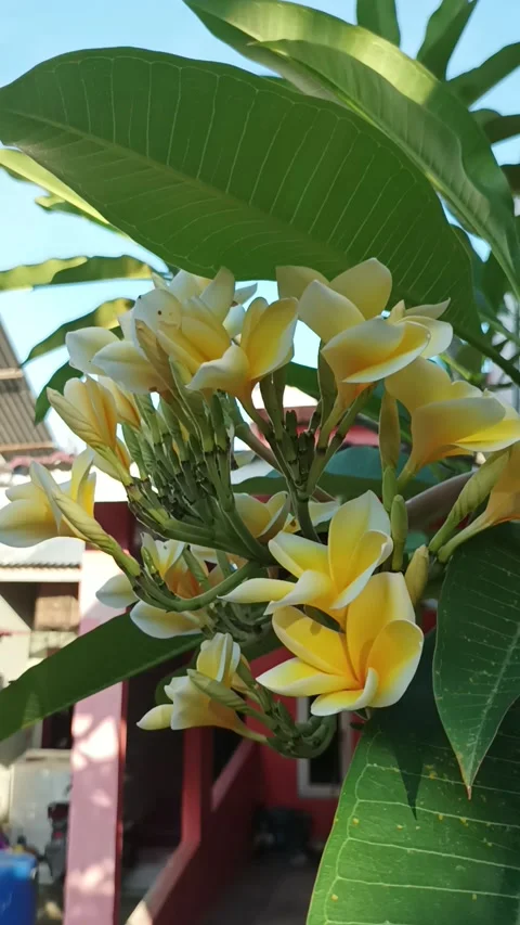 Frangipani flower Stock Footage 232148535