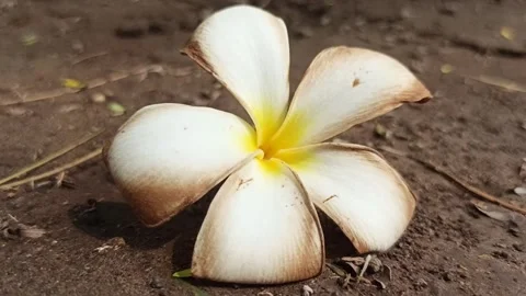 Frangipani flower Stockbeeldmateriaal 243153732
