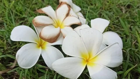 Frangipani flower Stock-Footage 243153868
