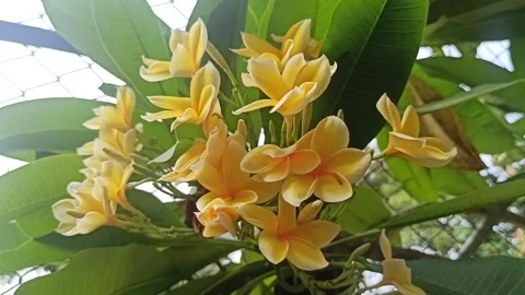 Frangipani flower Vídeo Stock 243154721