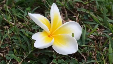 Frangipani flower Stockbeeldmateriaal 245686687