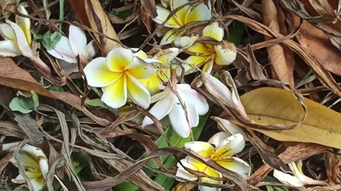 Frangipani flower Stockbeeldmateriaal 245686761