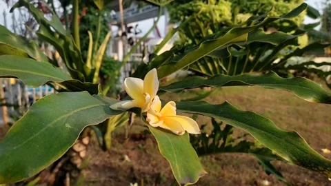 Frangipani flower Stock Footage 248278678