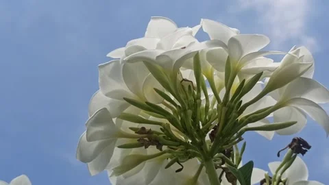 Frangipani flower Stock Footage 251416182