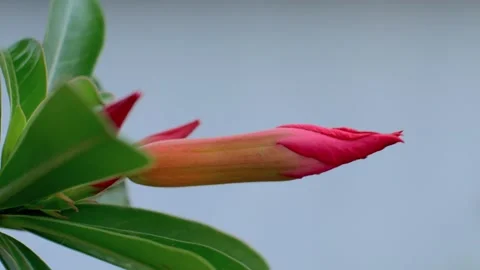 Frangipani flower 動画素材 251691244