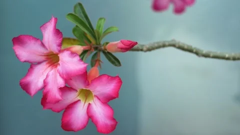 Frangipani flower Stock Footage 251692390