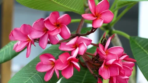 Frangipani flower Stock Footage 251692507