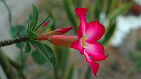 Frangipani flower Stock Footage 251692514