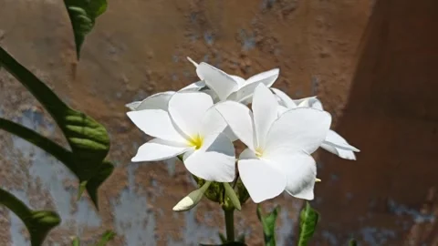 Frangipani Flower Video stock 255040266