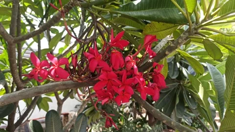 Frangipani Flower Stock Footage 264733928