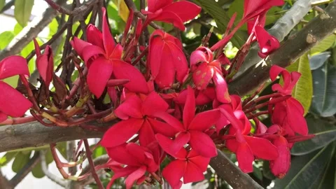 Frangipani Flower Stock Footage 264733993